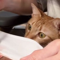 膝の上に座っていた猫→飼い主さんが『メイク』をしていると…あまりにもかわいい『見守る様子』が27万再生「癒された」「愛おしい」