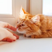 猫に指先を近付けると『ニオイを嗅ぐ』3つの理由　行動の意味や心理を知って絆を深めよう