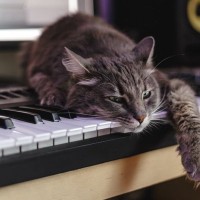 懐かしい思い出の歌が、固く閉ざされた高齢猫の心を開いた！