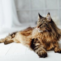 「その道一筋」で、立派なキャリアを築いた偉大な猫たち　ニュージーランド