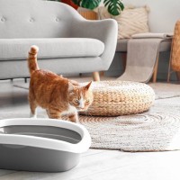 猫が使いにくいと感じてしまう『トイレ』の特徴4つ　ストレスや健康トラブルを招くNG環境とは