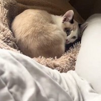 寝返りをうったママの足が猫に乗ってしまった結果…尊すぎる『まさかのリアクション』が40万再生「愛おしくて泣ける」「ラッキーと思ってそう」