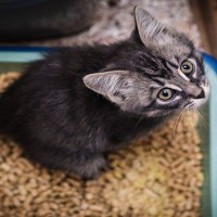 猫に『トイレトレーニング』を教えるときのポイント6つ　効果的な手順や注意点もご紹介