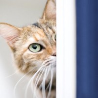 猫が『臆病な性格』になる4つの原因　注意すべきトラブルや接し方のコツも解説