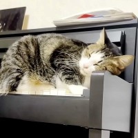 ピアノを練習する女の子→ネコがそばまで来て…思った以上に癒される『尊い行動』が話題「マイナスイオンが溢れてる」「日本一可愛い指揮者」