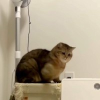 足用のマッサージ機を怖がる猫→目の前にあったヒーターに…『まさかの行動』が話題「途中コネコネしててｗｗｗ」「八つ当たりで吹いた」と爆笑