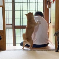 大好きなパパが2日ぶりに帰宅したら、柴犬と猫が…感動的な『再会の瞬間』が347万再生「なんて素敵な家族」「涙が止まらなくなった」