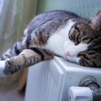 猫が『貧血』を起こしてしまう原因3つ　表れる症状から取るべき対処法まで解説