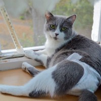 猫に『オムツ』を履かせたいシーン4選　着脱のコツから嫌がるときの対処法まで