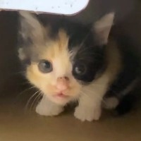 出れるはずのないケージから『脱出していた保護子猫』…後に判明した『まさかの方法』に驚きの声「ポテンシャル高すぎるｗ」「すごい賢い」