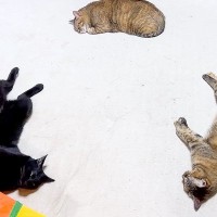 寒くなってきたのでホットカーペットをつけた結果→４匹の猫が集まって…想像以上に『ぬくぬくな光景』に反響「混じって寝たい」「たまらん」