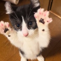 2本足で立っていた子猫→動きが止まったかと思ったら"次の瞬間"…思いもよらない展開が72万再生「やばい可愛すぎるｗ」「AIかと思った」