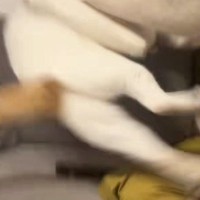 今にも『突撃してきそうだった猫』→飼い主さんが危険を察知して…爆笑の瞬間が60万再生「えげつないｗｗ」「何回でも見れるｗ」