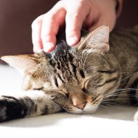 猫が『ため息』をつくときの心理5選　隠された意外な理由や飼い主ができる応え方も解説