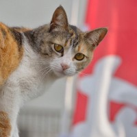 猫が名前を呼ばれたときに『返事をしている』仕草5選　鳴くだけではない意外なサインとは