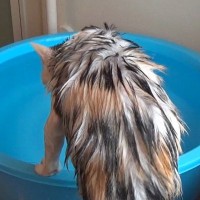 シャンプーを終えた三毛猫→タライにお湯を張ると…信じられない『驚きの行動』が58万再生「衝撃的だった」「ウソって思わず声が出た」