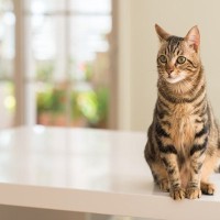 猫がさりげなく守っている『マイルール』4選　こだわりを持つ理由や心理も解説