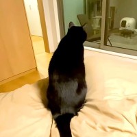 どうしてもパパと寝たい猫→先にベッドで待っていて…悶絶級に尊い『健気な行動』が37万再生「ゴロゴロしちゃって可愛い」「パパさん幸せだね」