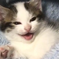 『ベッドで眠たそうにしていた子猫』→訴えるように鳴き始めて…あまりにも癒される光景が88万再生「可愛くてたまらん」「頬が緩んだ」