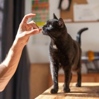 幸運を呼ぶ猫の証『エンジェルマーク』とは？暗い過去やそう呼ばれる由来をご紹介