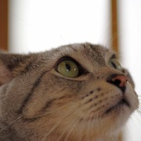 猫の耳が『イカ耳』になったときの心理4つ　イライラしているの？適切な接し方も解説