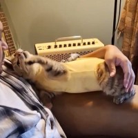 イチャイチャしていた"夫と猫"→撮影に成功した結果…思わず笑みがこぼれる光景に「本当に相思相愛」「何回も見ちゃった」と反響