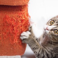 猫が『驚いたキモチ』を抑えるためにしている行動3つ　心を落ち着かせたい愛猫への適切な接し方も
