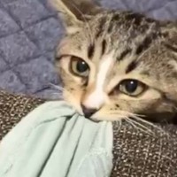 猫と遊んでいる最中に『席を立とう』とした、次の瞬間…キュンとくる『尊い甘え方』に７万いいね「まだあそぶのー」「かわいすぎる」と話題