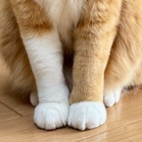 前足の模様が左右で違う猫→飼い主さんが語った"理由"が…思わずほっこりする投稿が94万表示「おしゃれ上級者さん」「かわいすぎ」