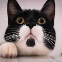 猫が思わず反応してしまう『大好きな言葉』4選　ちゃんと意味を理解しているの？