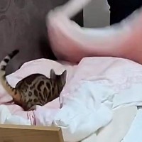 ベッドの上で布団を広げていると、動きに合わせて『猫』が…たまらなく可愛い瞬間に９万いいね「明らかに楽しんでる！」「特大猫じゃらしｗ」