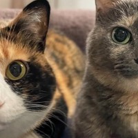 猫用ホットカーペットを出したら、『2匹のネコ』が…仲良く一緒にくつろぐ様子がかわいすぎると６万いいね「間に挟まれたい」「お顔の大きさがｗ」