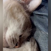 ソファでくつろいでいたら、膝の上でネコが…思わず笑みがこぼれる『尊い瞬間』に２万いいね「ボリュームあげた」「羨ましいけど緊急事態ｗ」