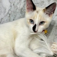 夏毛だった猫→3か月が経過して『冬毛』になった結果…まるで別猫のような『劇的なビフォーアフター』に２万いいね「かわいさ倍増した」「すごい」