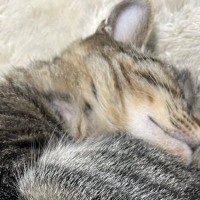 『眠っている猫ちゃん』を見たら…あまりにも完璧すぎる『形』に８万いいねの大反響「見たことがないレベル」「見事な保存状況ｗ」