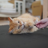 『猫カフェ』で絶対にしてはいけないNG行動6選　服装にも要注意？心がけるべきマナーとは