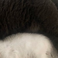 ピッタリとくっついて眠る2匹の猫→上から見ると…まるで『お寿司』のような可愛すぎる見た目に２万いいね「ネタが大きすぎる」「ナマコ？ｗ」