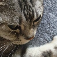 膝の上にいた猫ちゃん→飼い主さんが立とうとしたら、『次の瞬間』…かわいすぎる行動に３万いいね「すごく尊い」「お手々がぎゅって」