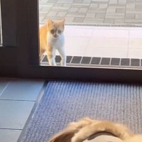 玄関の外で虫を食べていた『ひとりぼっちの痩せた野良猫』→出会いから"約１年"が経過すると…幸せあふれる『現在の様子』に涙