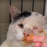 目の痛みに耐えながら『必死に家族を守っていた野良猫』→保護された現在は…感動の軌跡が18万再生「涙が出ました」「幸せに暮らしてほしい」