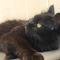 パパとママが用意した中庭で、４匹の猫を遊ばせた結果→とんでもなく『素敵な光景』が13万再生「みんな嬉しそう」「自然に笑みがあふれる」