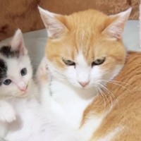 預かり子猫にそっと寄り添っていた先輩猫…まるで本当の親子のような『尊すぎる2匹の様子』に感動の声「優しい世界」「素敵すぎて涙が出る」