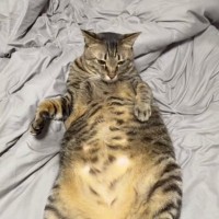 ベッドでくつろぐ猫に『床ドン』してみた結果…想像以上に『ヒロインすぎる反応』が179万再生「キスした後余計にｗ」「ドラマみたいだｗ」