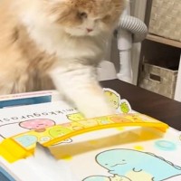 ネコと子どもが『エアホッケー』で対戦した結果…まさかの『尊すぎる光景』が26万再生「ルール理解してるのかわいい」「癒しをありがとう」