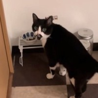 ご飯を食べるときは"そばにいてほしい猫"→飼い主さんが後ろに下がると…愛おしさ満点の光景が12万再生「かわえええ」「操縦レバーみたい」