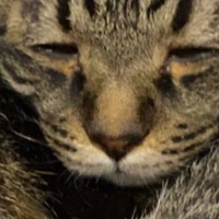 熟睡しているネコの『顔』を見たら…なんとも言えない『表情』に８万いいね「めちゃくちゃ老いてるｗｗ」「しおしおすぎｗ」と爆笑の声