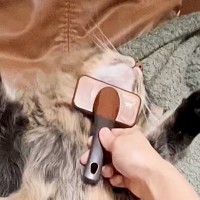 ブラッシングされる猫ちゃん→『体勢』を見てみると…あまりにも無防備な光景が微笑ましすぎると４万いいね「全身の力が抜けてる」「なすがまま」