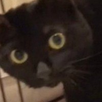 『ベッドに向かおうとする黒猫』を撮っていたら…飼い主さんが思わずツッコんだ『まさかの行動』に「すっげー見てるｗｗ」「可愛すぎ」と反響