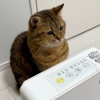 ヒーターが大好きな猫→ついていないことに気づいた結果…次の瞬間見せた『あからさまなアピール』が16万再生「文明の利器を理解してるｗ」