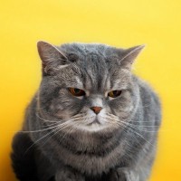 猫があなたに『クレーム』を訴えているときのサイン3つ　見分けるコツや不満への応え方も解説